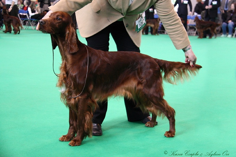Crufts2011 223.jpg